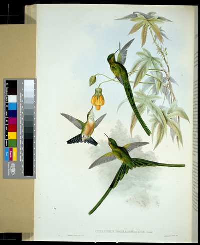 Silfo dalla coda verde (Cynanthus smaragdicaudus) da John (after) Gould