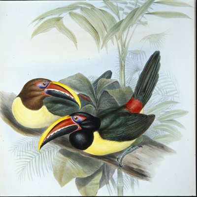 Aracari verde (Pteroglossus Viridis) da John (after) Gould