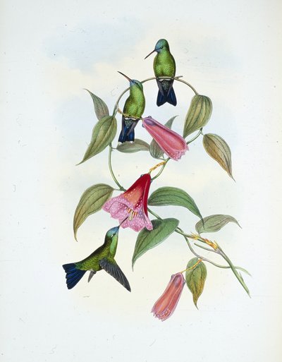 Zaffiro verde e blu (Eucephala smaragdocaerulea) da John (after) Gould