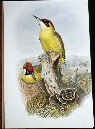 Picchio verde (Gecinus Viridis) da John (after) Gould