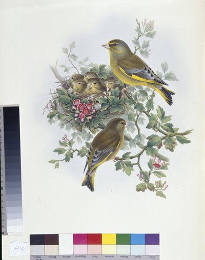 Verdone (Ligurinus chloris) da John (after) Gould