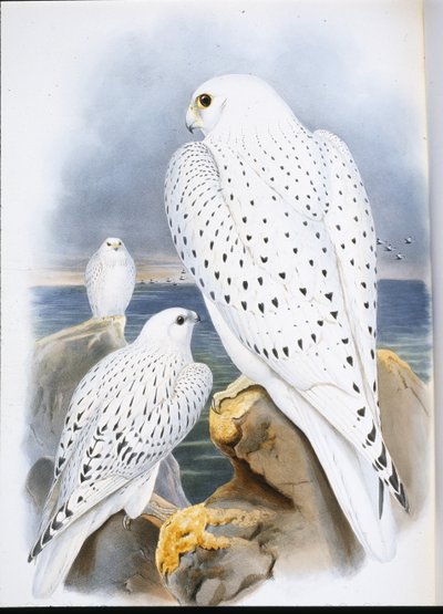 Falco della Groenlandia (Falco Candicans) da John (after) Gould