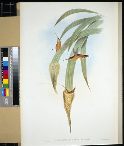 Eremita dalla gola grigia (phaethornis griseogularis) da John (after) Gould