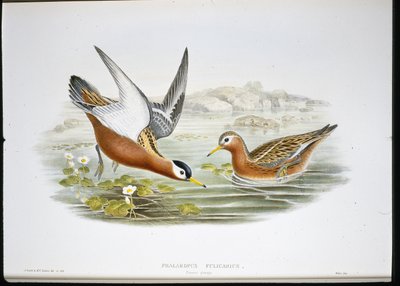 Falaropo grigio (Phalaropus Fulicarius) da John (after) Gould
