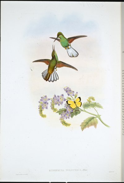 Coda striata grigia da John (after) Gould