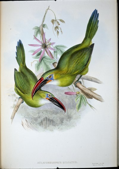 Tucano dal becco scanalato da John (after) Gould