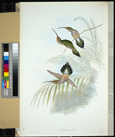 Eremita di Guy (phaethornis guy) da John (after) Gould