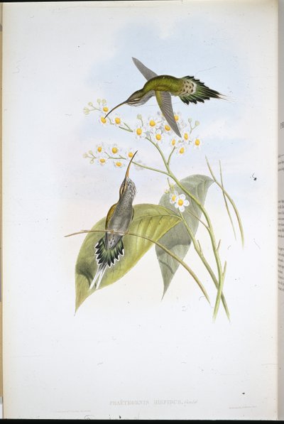 Eremita peloso (Phaethornis hispidus) da John (after) Gould