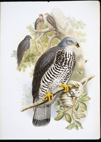 Falco pecchiaiolo (Pernis Apiuorus) da John (after) Gould
