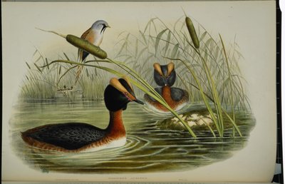 Svasso cornuto (Podiceps Auritus) da John (after) Gould