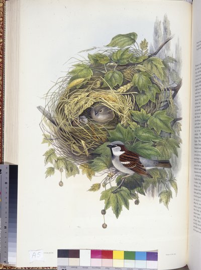 Passero domestico (Passer domesticus) da John (after) Gould