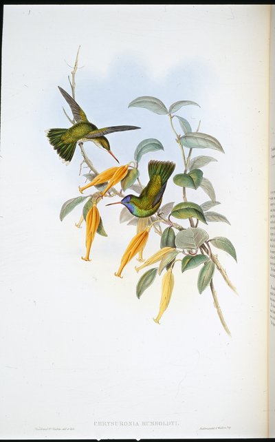 Colibrì di Humboldt (Chrysuronia Humboldti) da John (after) Gould