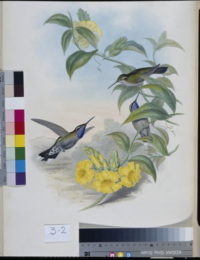 Colibrì (Delattria Clemenciae) da John (after) Gould