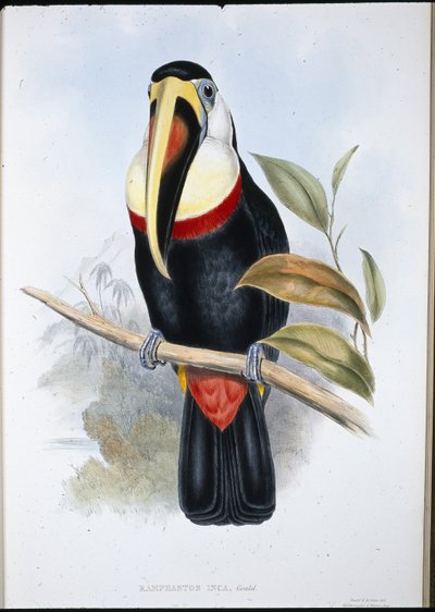 Tucano inca (Ramphastos inica) da John (after) Gould
