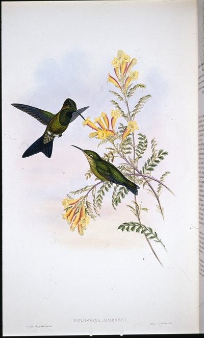 Brillante di Jameson (Heliodoxa Jamesoni) da John (after) Gould