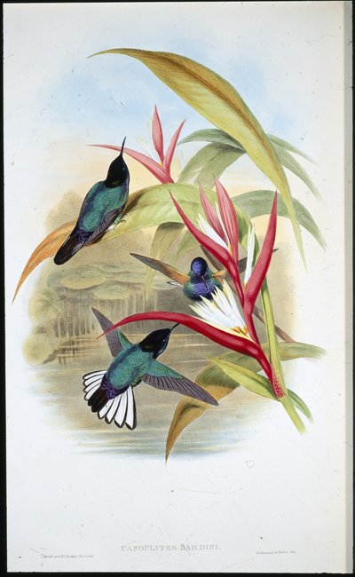 Panoplites di Jardin (Panoplites Jardini) da John (after) Gould