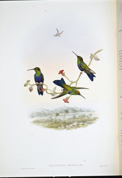 Ninfa del bosco di Jelski (Thalurania Jelskii) da John (after) Gould