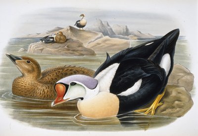 Edredone reale (Somateria Spectabilis) da John (after) Gould