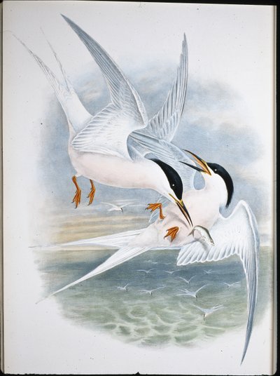 Nibbio reale (Milvus Regalis) da John (after) Gould