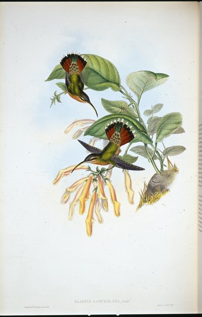 Eremita lanceolato (Glaucis Lanceolata) da John (after) Gould