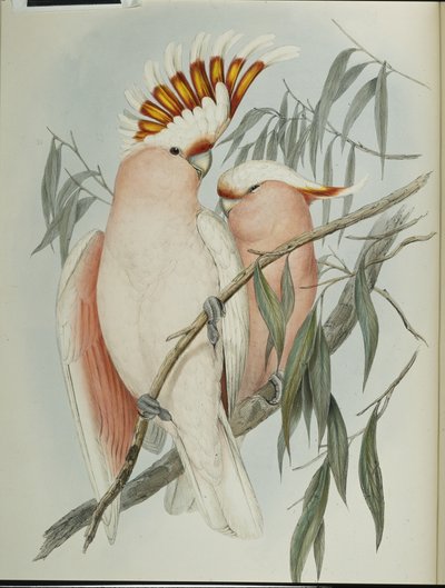 Cacatua di Leadbeater da John (after) Gould