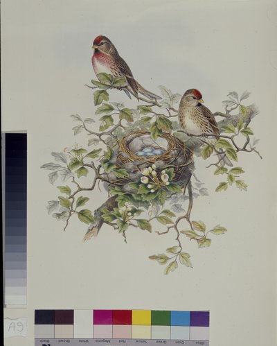 Lucherino minore (Aegiothus Rufescens) da John (after) Gould