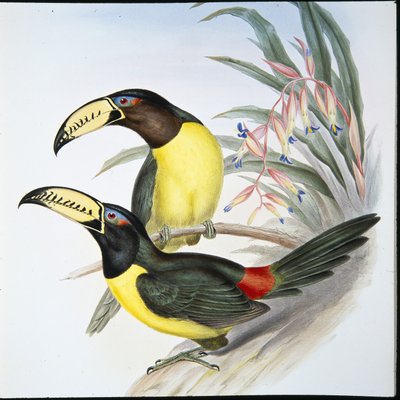 Tucano aracari letterato (Pteroglossus Inscriptus) da John (after) Gould