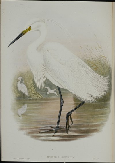 Airone bianco (Egretta Garzetta) da John (after) Gould