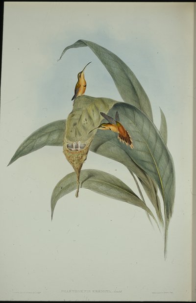 Eremita piccolo (Phaethornis eremita) da John (after) Gould