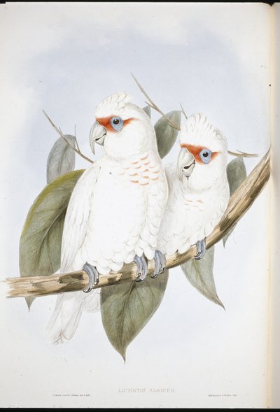 Cacatua dal becco lungo da John (after) Gould