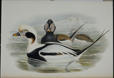 Anatra codalunga (Harelda Glacialis) da John (after) Gould