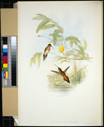 Eremita di Longuemare (Phaethornis Longuemareus) da John (after) Gould