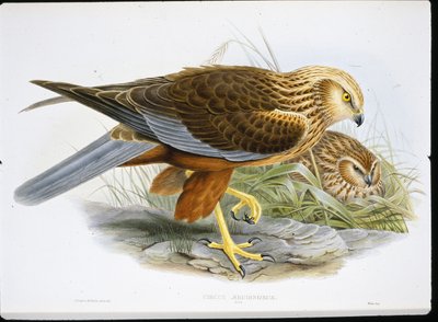Falco di palude (Circus Aeruginosus) da John (after) Gould