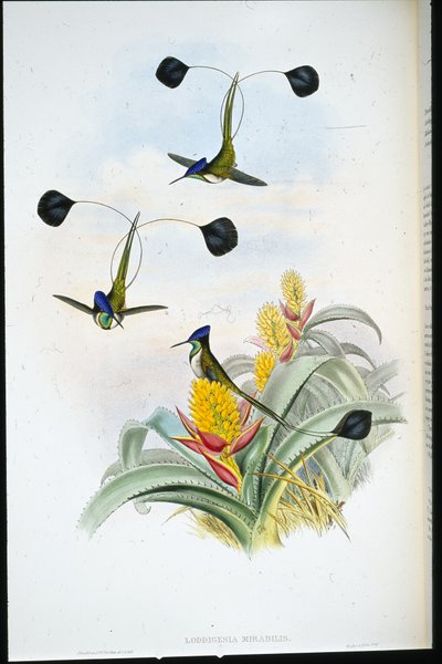 Colibrì meraviglioso (Loddigesia Mirabilis) da John (after) Gould