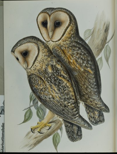 Barbagianni mascherato (Strix Personata) da John (after) Gould