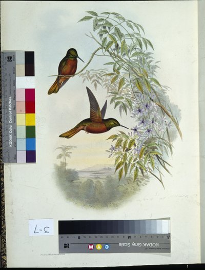 Panoplite di Matthew da John (after) Gould