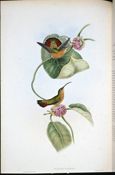 Eremita di Mazeppa (Glaucis Mazeppa) da John (after) Gould