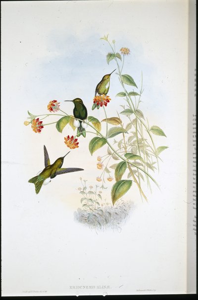 Zampa soffice metallica (Eriocnemis Alinae) da John (after) Gould