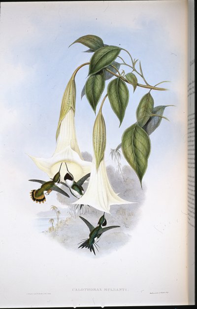 Stella del legno di Mulsant da John (after) Gould