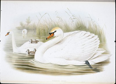 Cigno muto (Cygnus Olor) da John (after) Gould