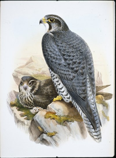 Falco norvegese o girfalco (Falco Gyrfalco) da John (after) Gould