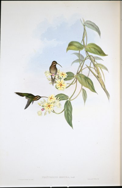Eremita oscuro da John (after) Gould