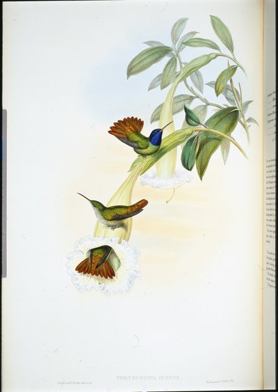 Colibrì di Oenone (Chrysuronia oenone) da John (after) Gould