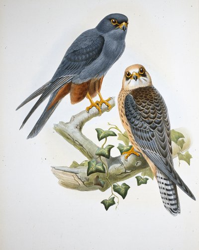 Lodolaio dalle zampe arancioni (Erythropus Vespertinus) da John (after) Gould