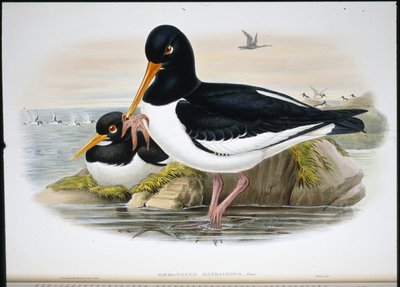 Beccaccia di mare (Heamatopus Ostralegus) da John (after) Gould