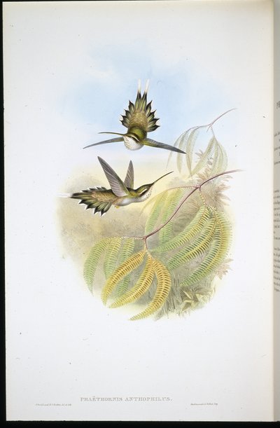 Eremita pallido (Phaethornis Anthophilis) da John (after) Gould