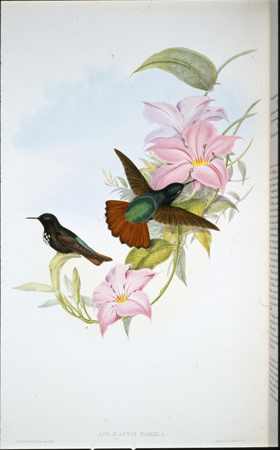 Raggio di sole di Pamela (Aglaeactis Pamela) da John (after) Gould