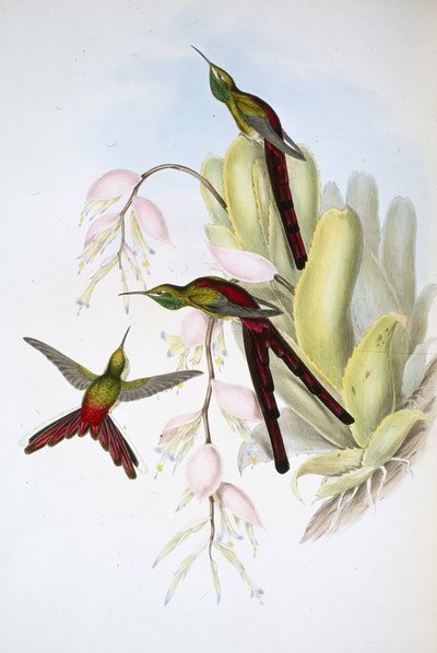 Cometa di Phaon (Cometes Phaon) da John (after) Gould