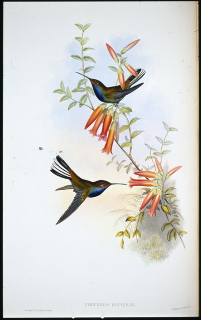 Colibrì dalla coda pezzata (Urochroa Bougieri) da John (after) Gould