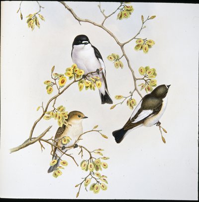 Balia nera (Muscicapa Atricapilla) da John (after) Gould